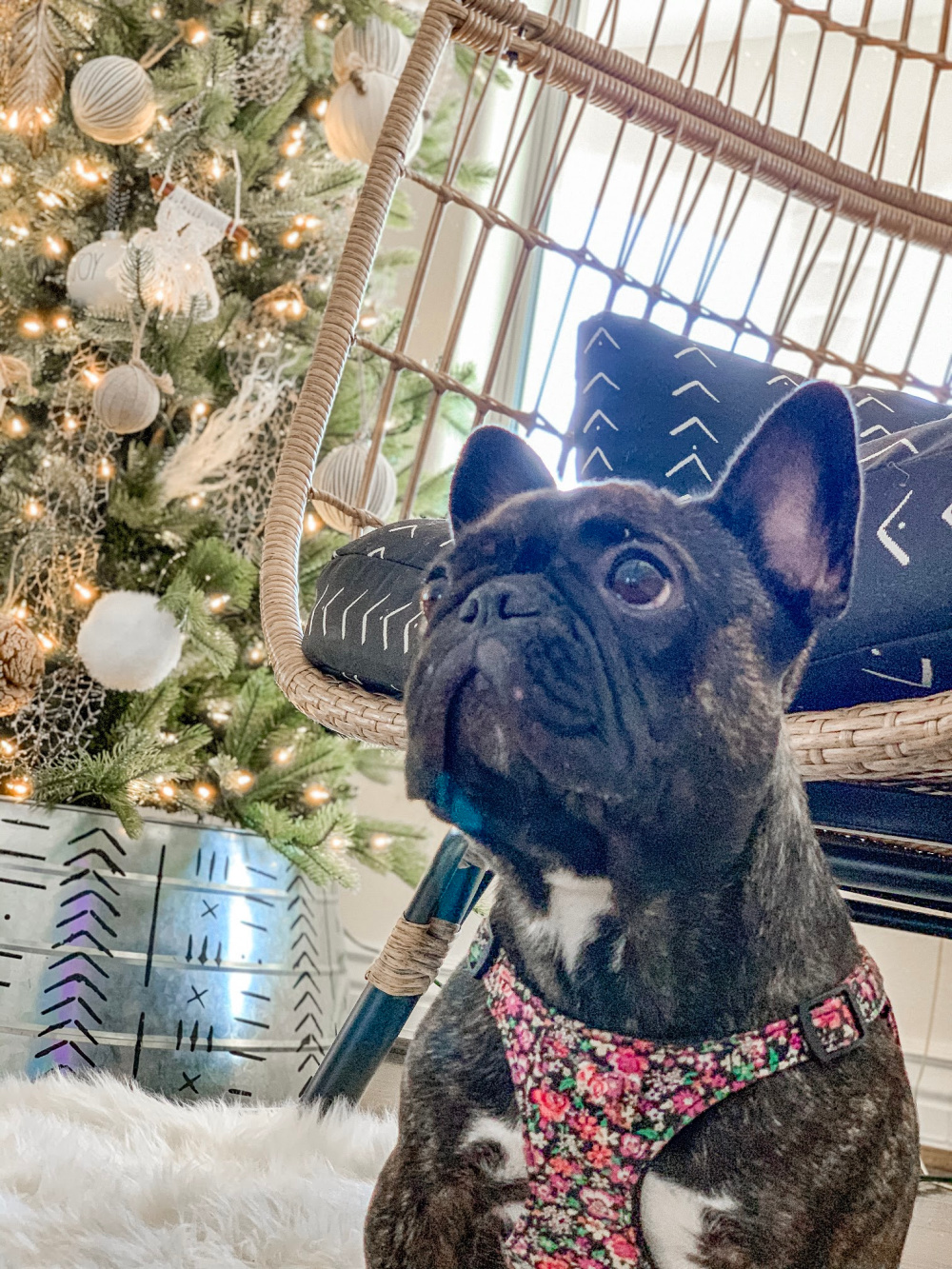 Lexi the Frenchie